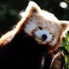 期末人福音——用Python写个自动批改作业系统
